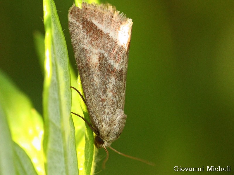 Noctuidae da ID